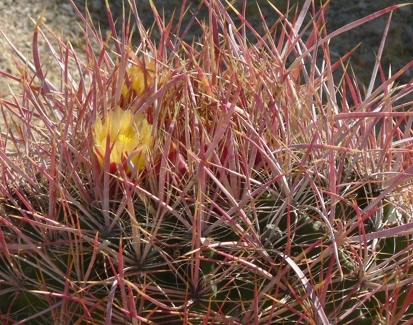 Ferocactus acanthodes ssp. acanthodes