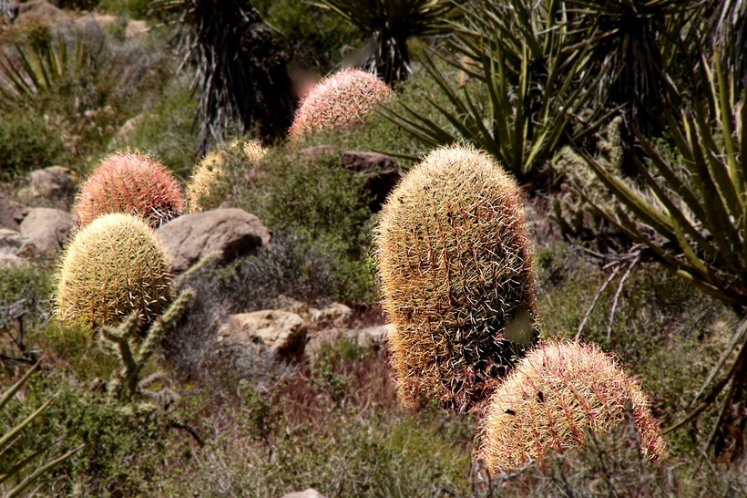 Ferocactus acanthodes ssp. acanthodes