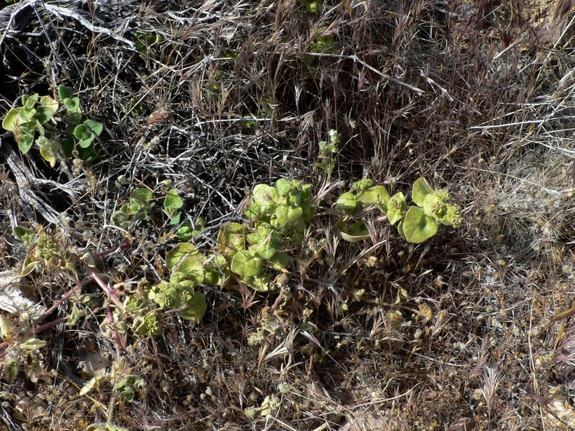 Mirabilis laevis