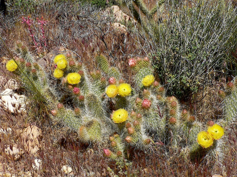 Opuntia erinacea