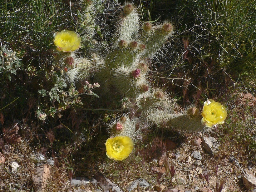 Opuntia erinacea