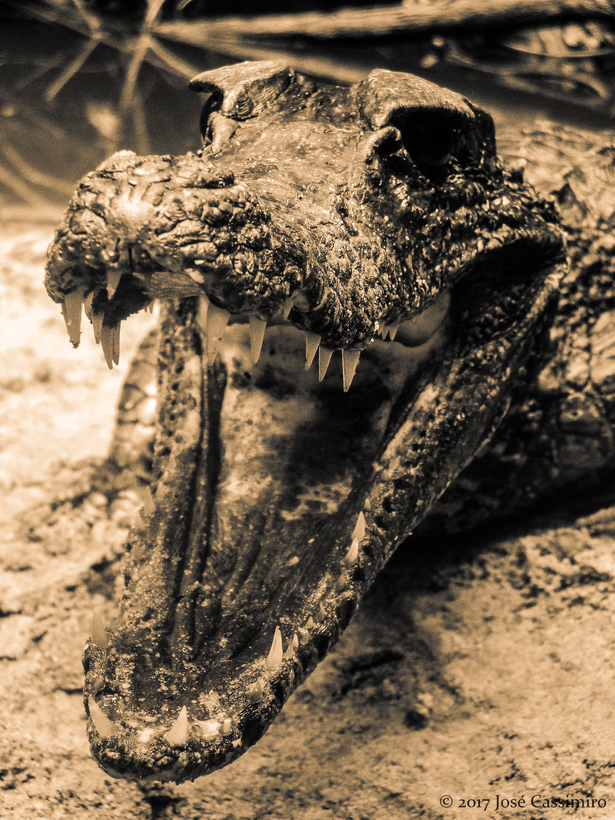 Paleosuchus trigonatus