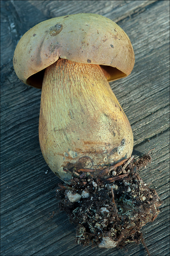 Suillellus luridus