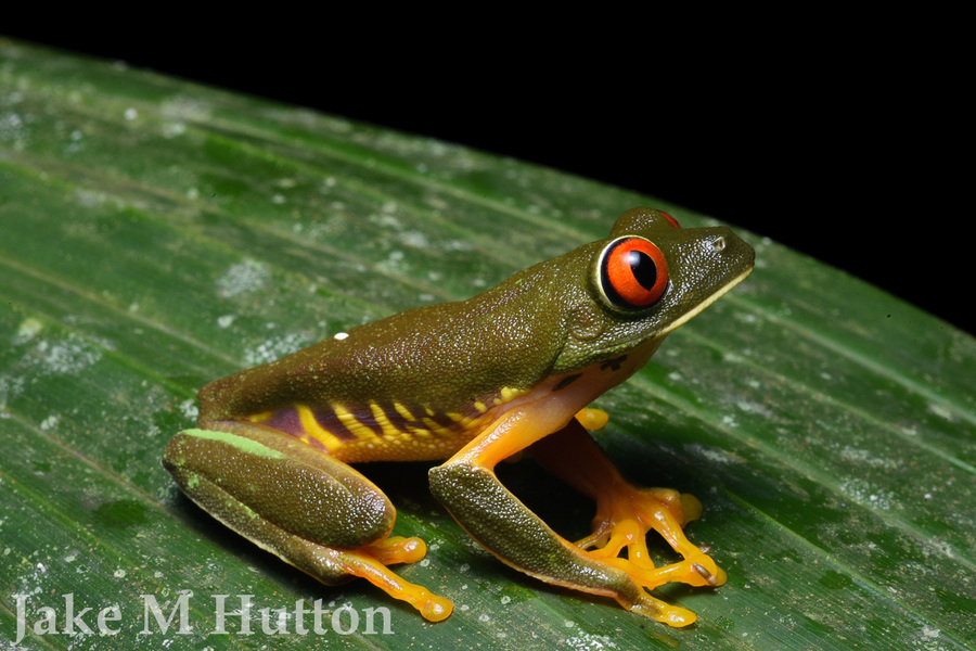 Agalychnis callidryas Agalychnis callidryas