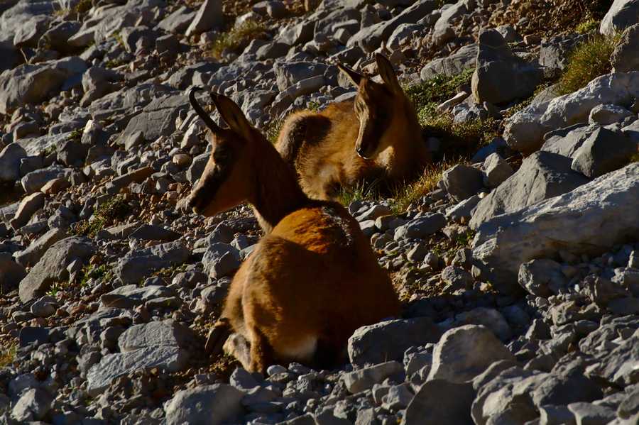 Rupicapra pyrenaica Rupicapra pyrenaica