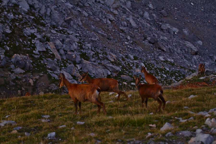 Rupicapra pyrenaica Rupicapra pyrenaica