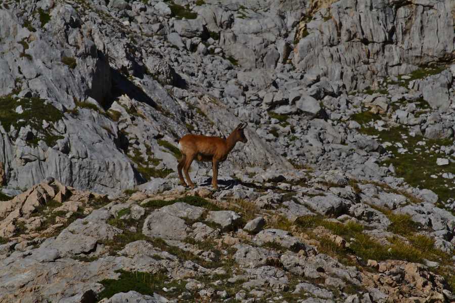 Rupicapra pyrenaica Rupicapra pyrenaica