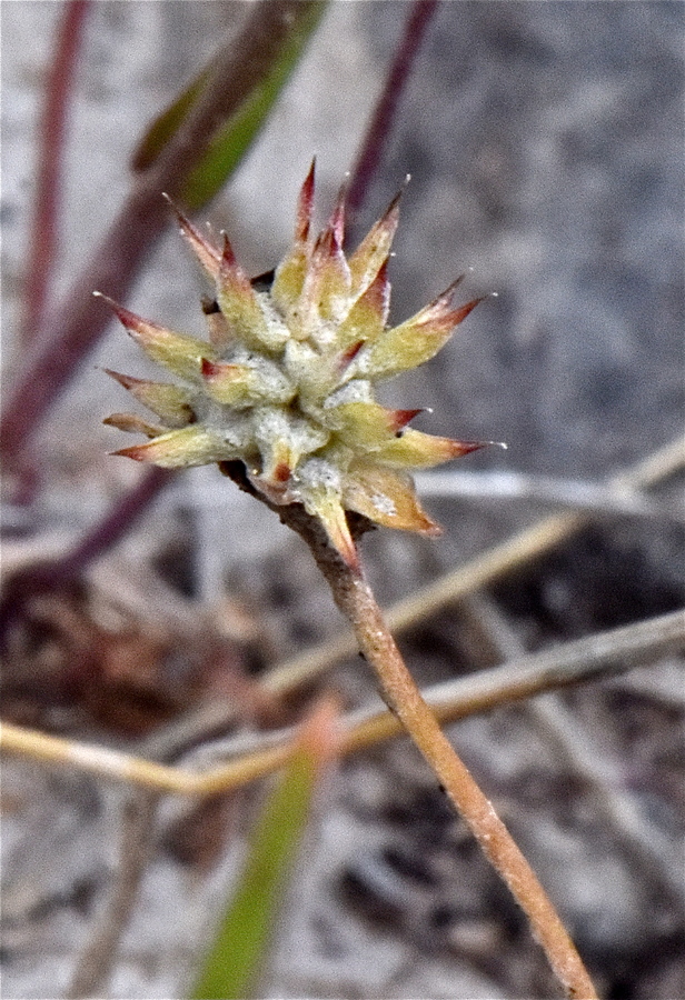 Ranunculus testiculatus