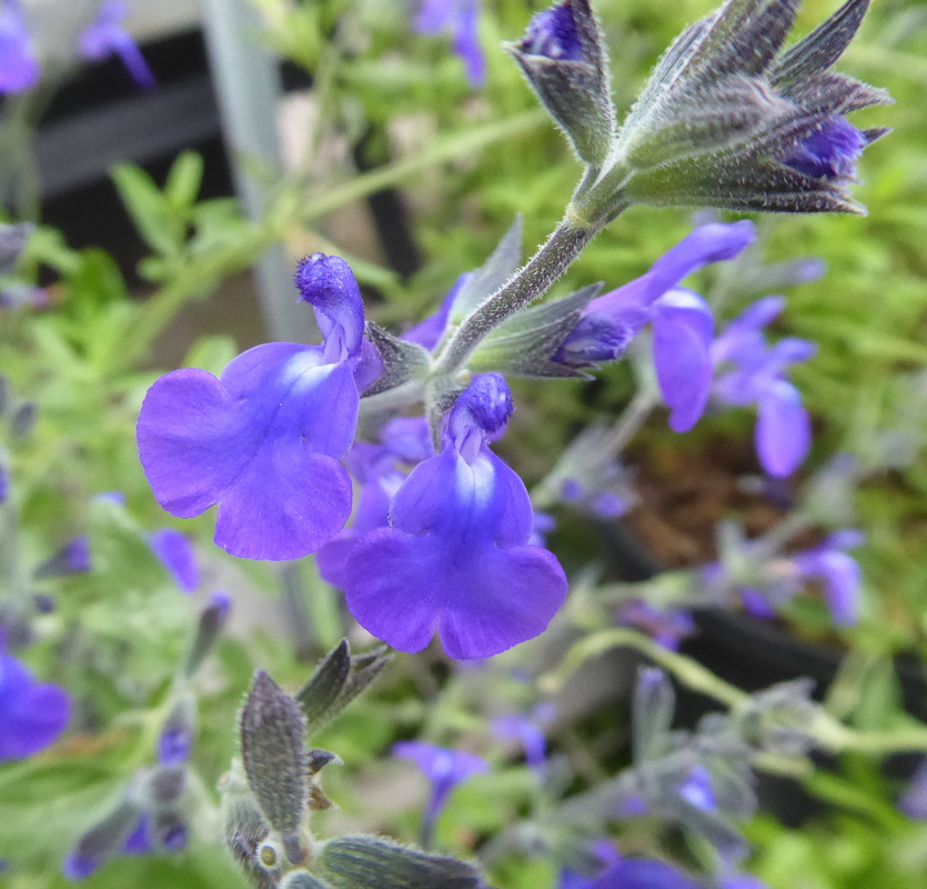 Salvia sp.