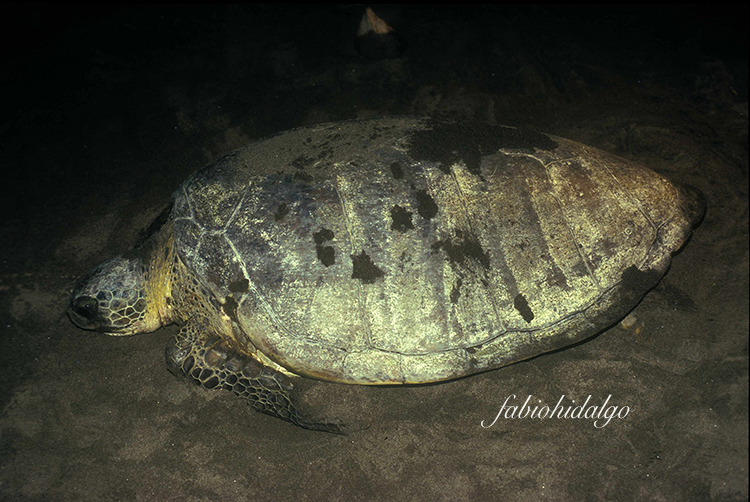 Chelonia mydas Chelonia mydas