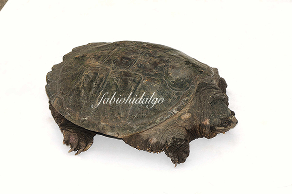 Chelydra serpentina Chelydra serpentina