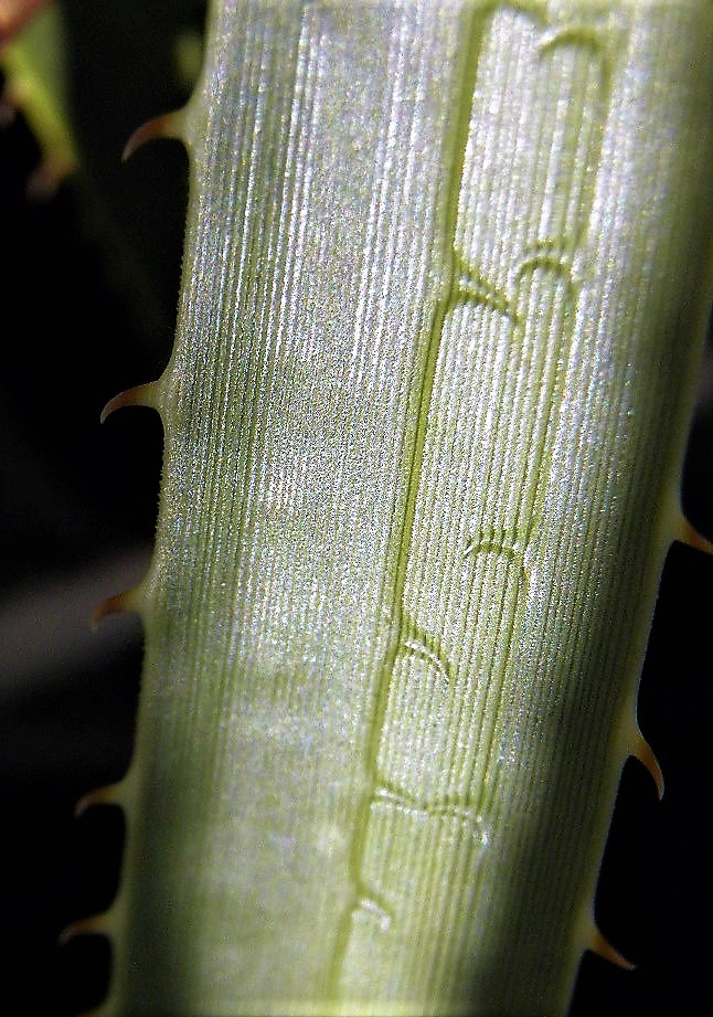 Dasylirion leiophyllum