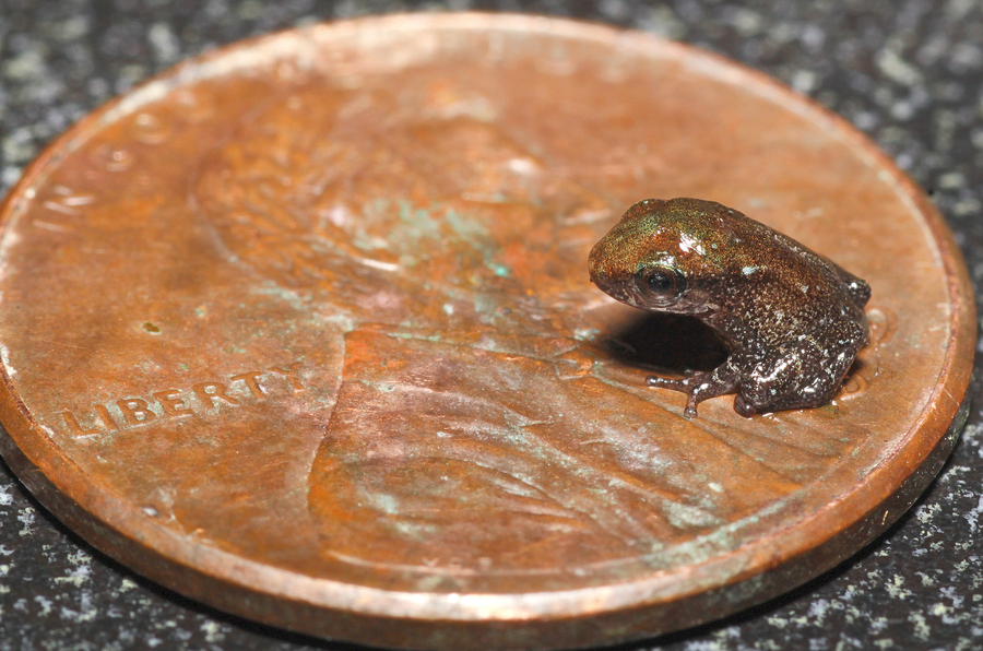 Eleutherodactylus coqui