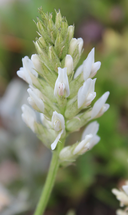 Astragalus laxmannii ssp. robustior Astragalus laxmannii ssp. robustior