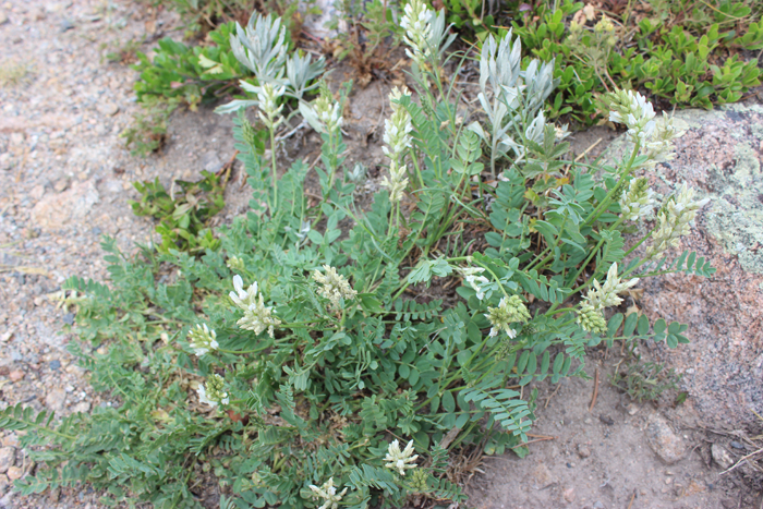 Astragalus laxmannii ssp. robustior Astragalus laxmannii ssp. robustior