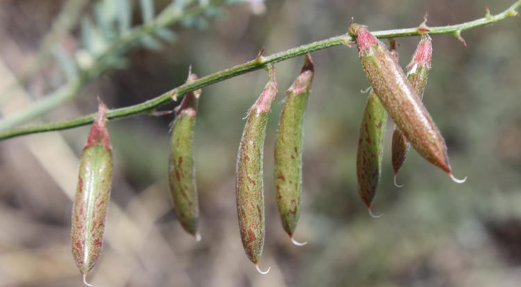 Astragalus flexuosus var. flexuosus Astragalus flexuosus var. flexuosus