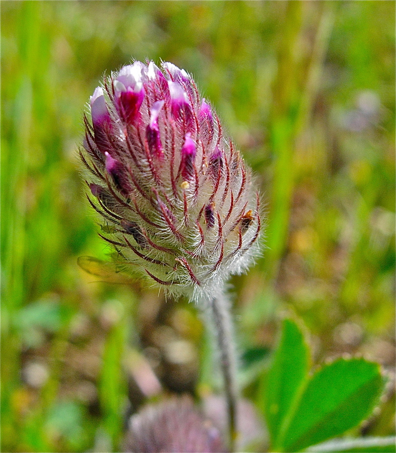 Trifolium albopurpureum