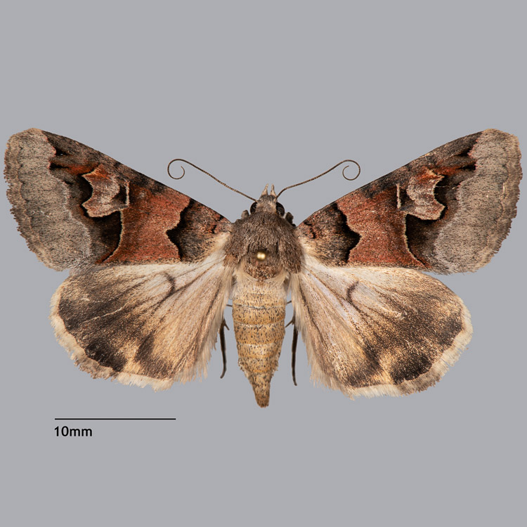 Drasteria fumosa Drasteria fumosa