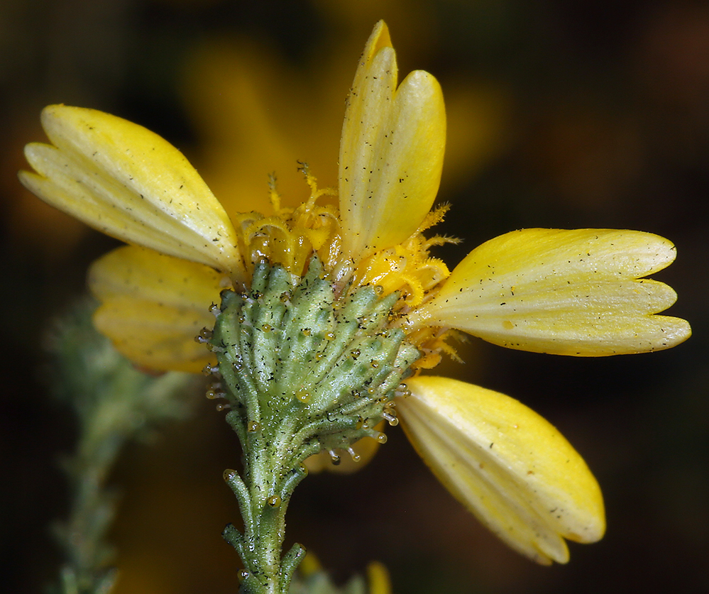 Holocarpha obconica