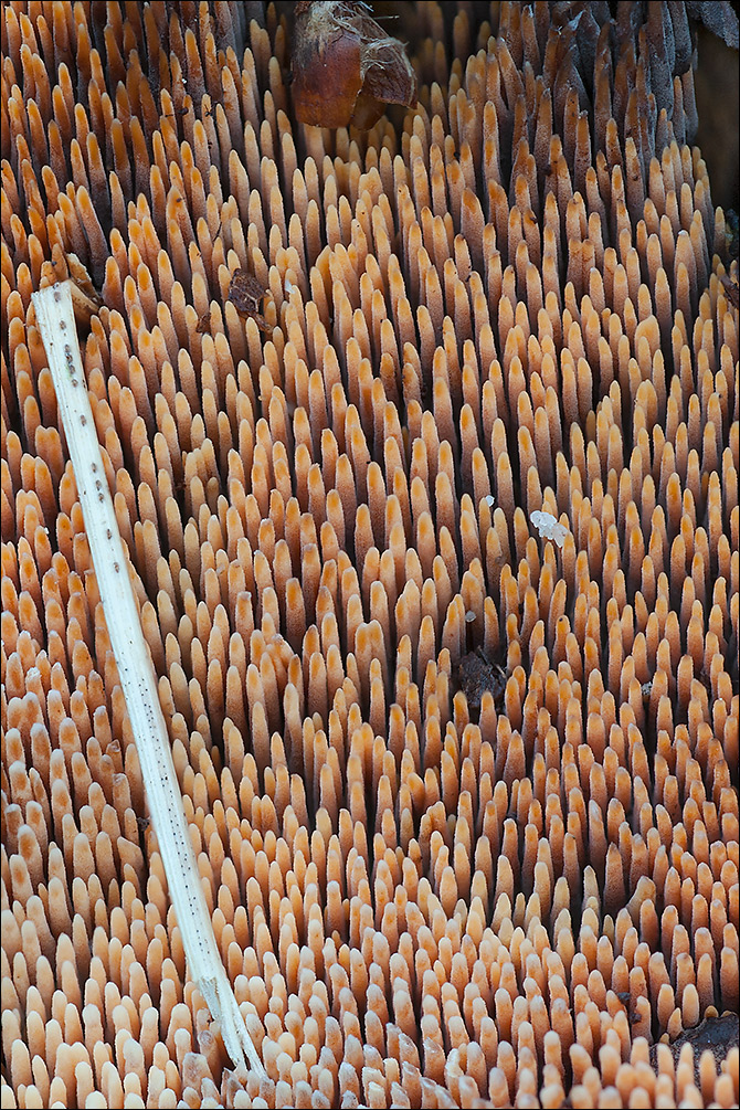 Hydnellum concrescens
