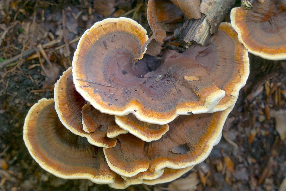 Hydnellum concrescens