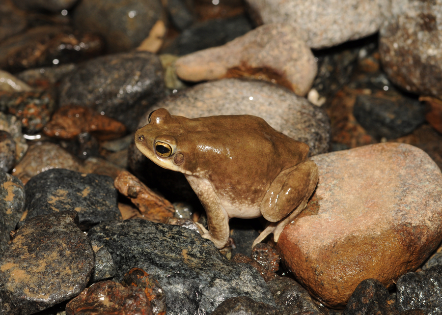 Duttaphrynus dhufarensis Duttaphrynus dhufarensis