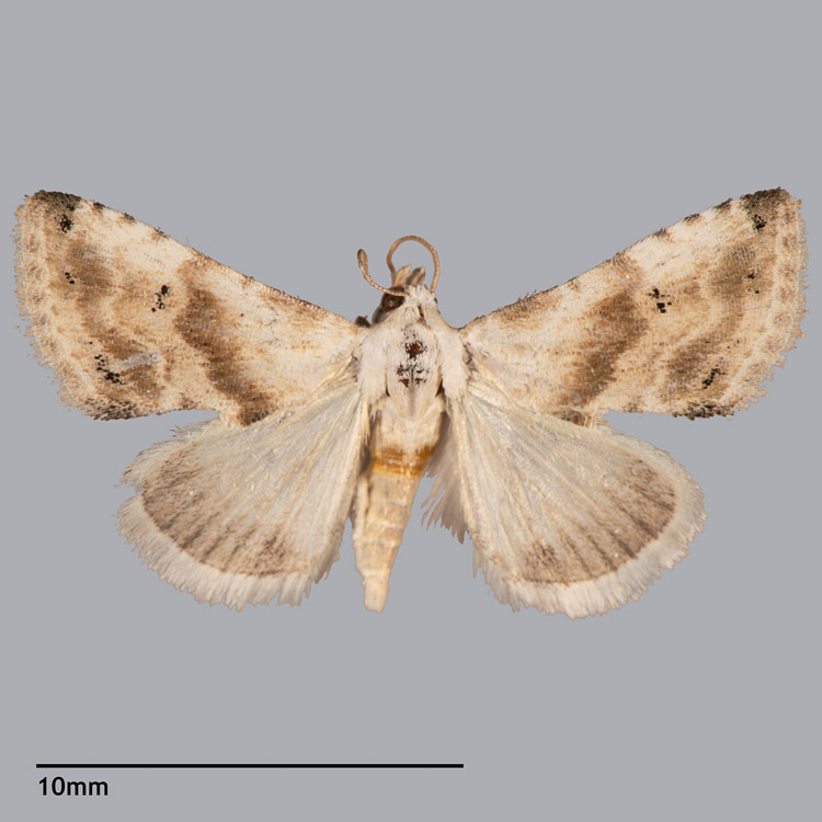 Eublemma minima