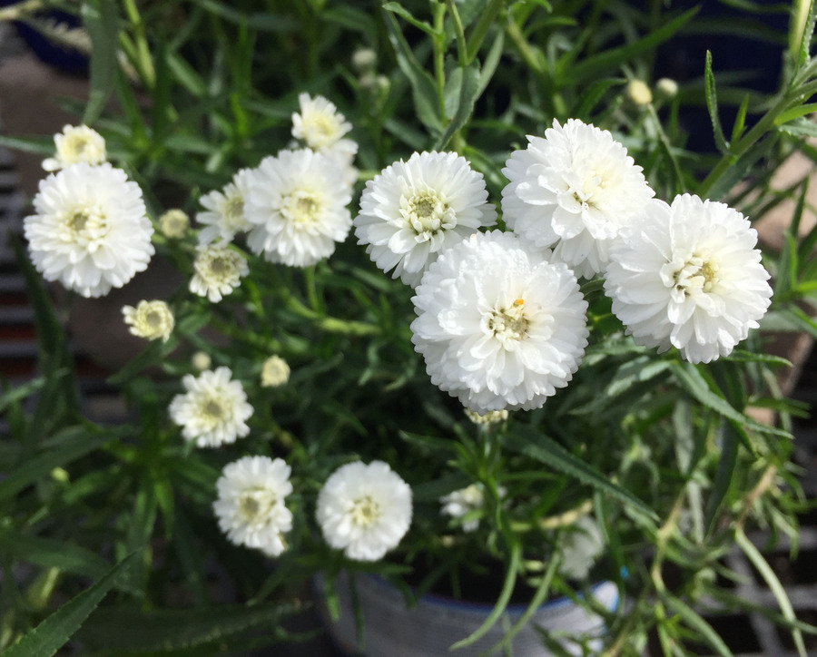 Achillea ptarmica