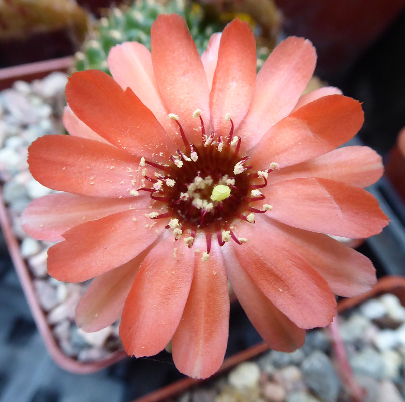 Chamaecereus saltensis