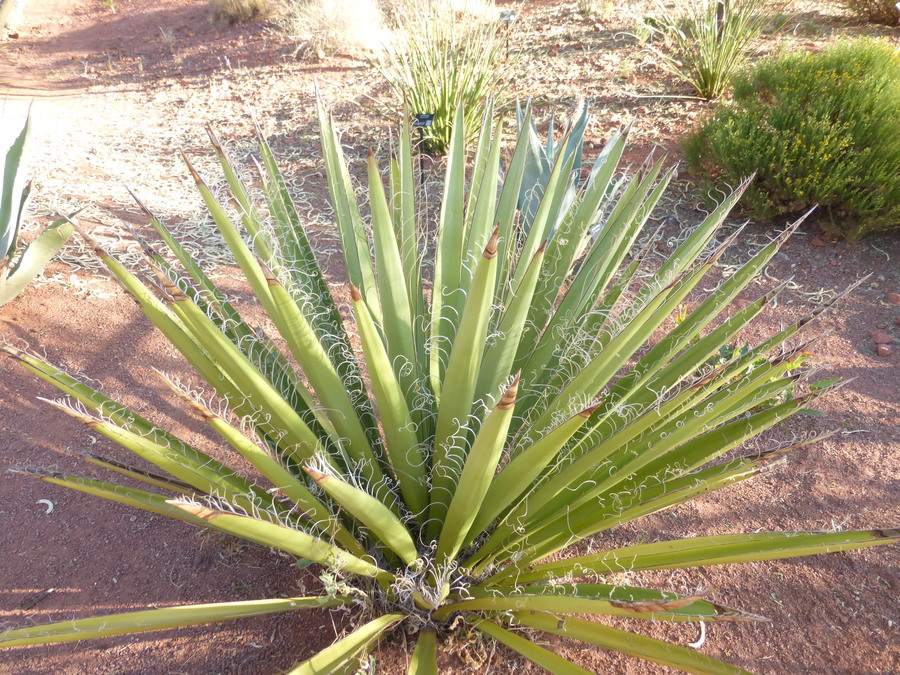 Yucca faxoniana