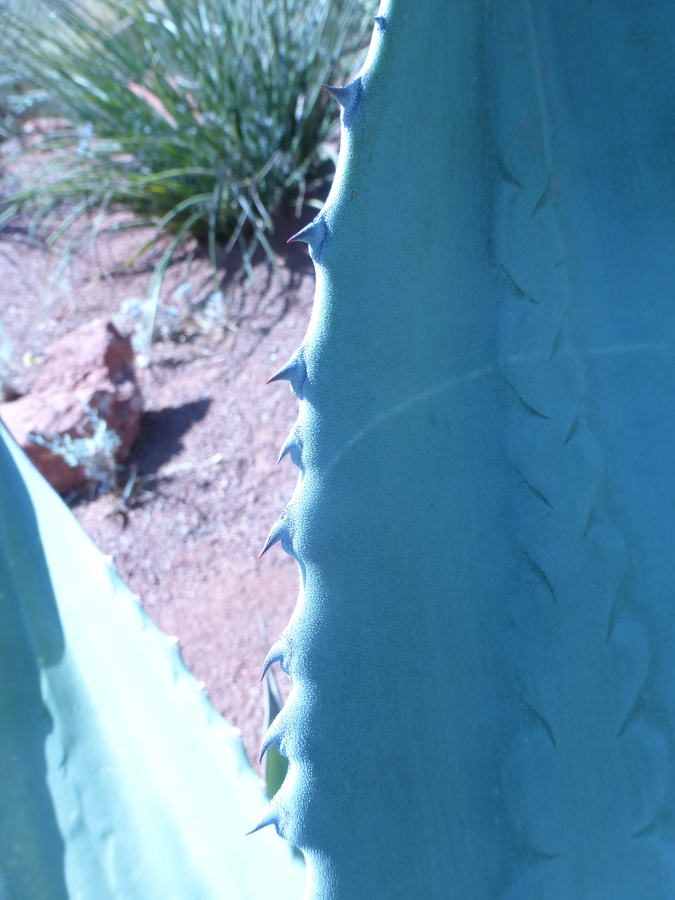 Agave scabra