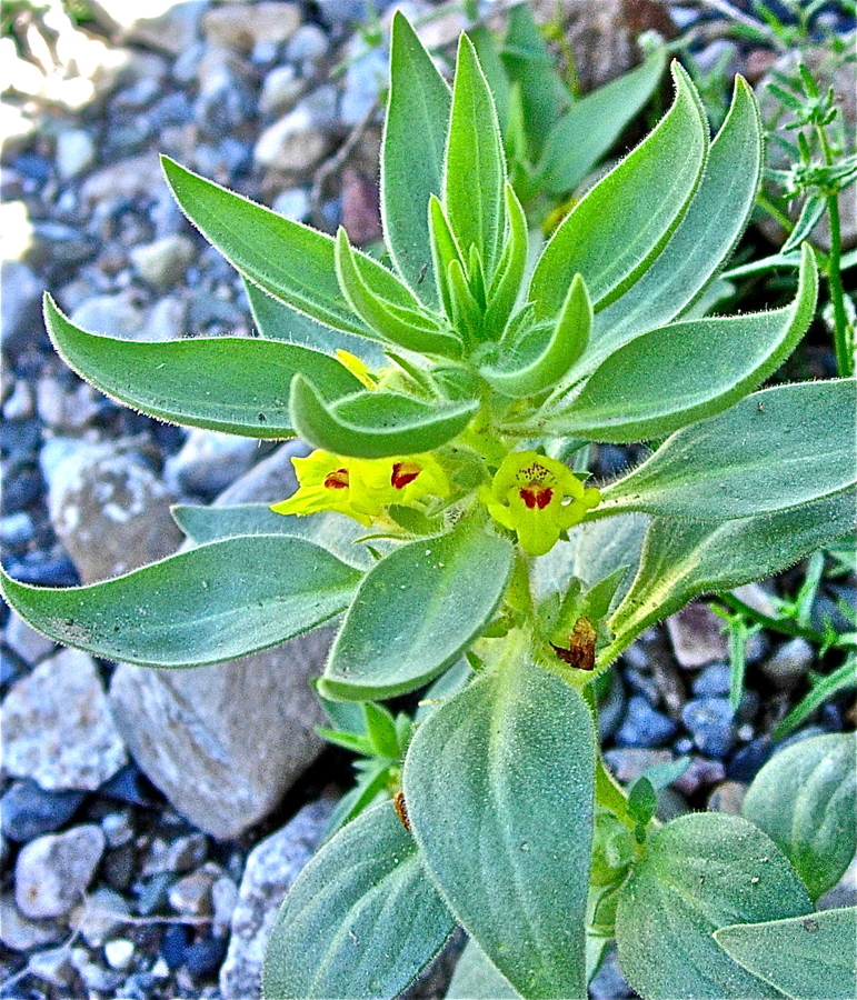 Mohavea breviflora