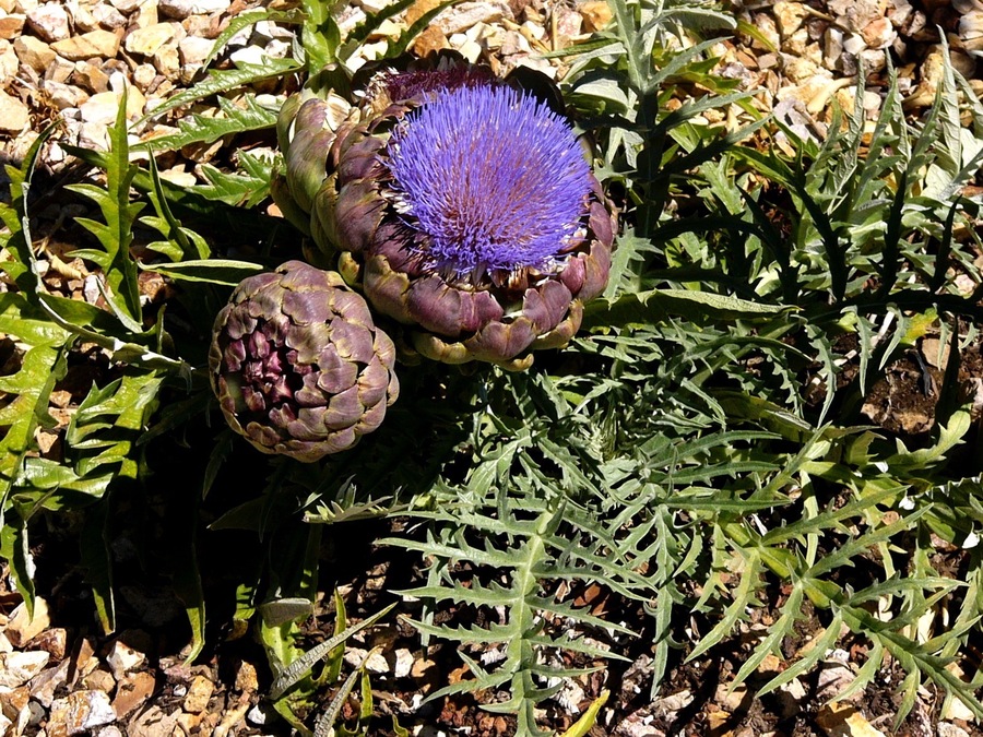 Cynara cardunculus ssp. cardunculus