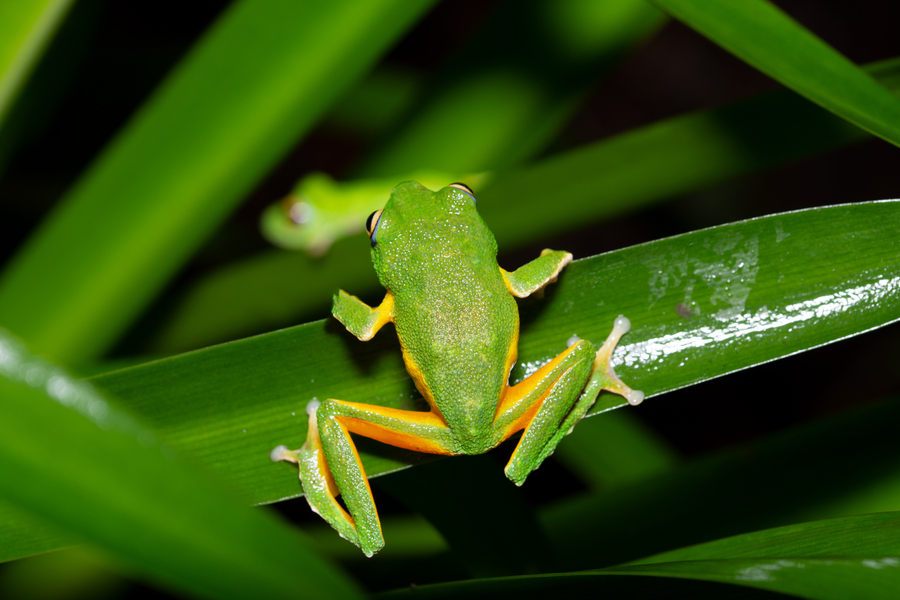 Pseudophilautus femoralis