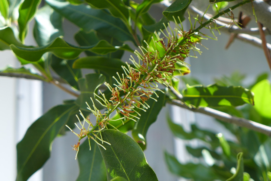 Macadamia integrifolia