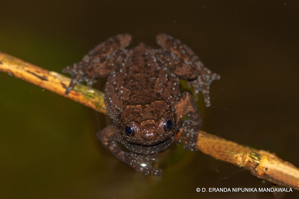 Uperodon palmatus