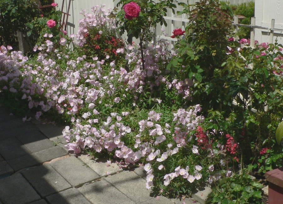 Oenothera speciosa