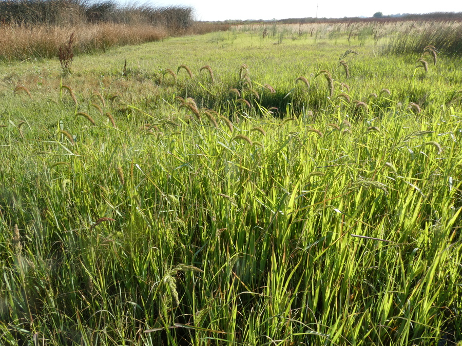 Echinochloa crus-pavonis