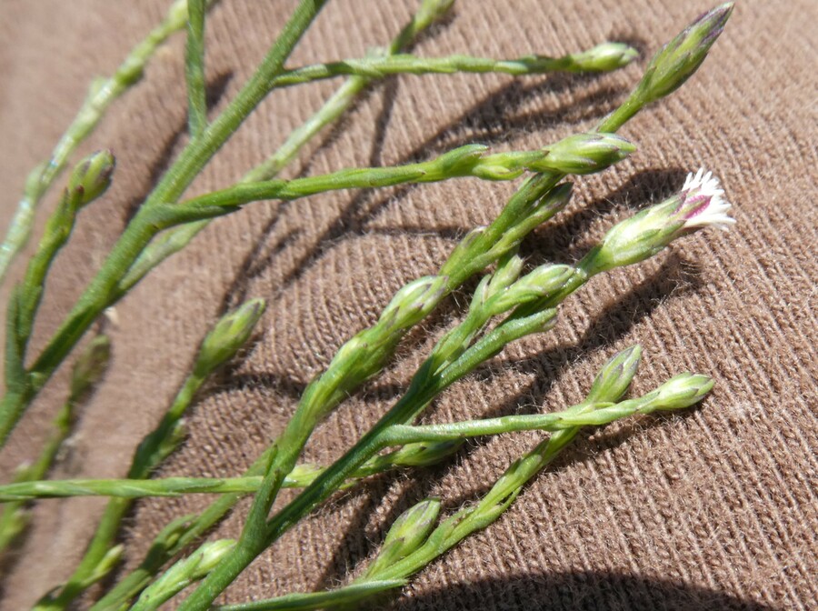 Symphyotrichum subulatum var. parviflorum