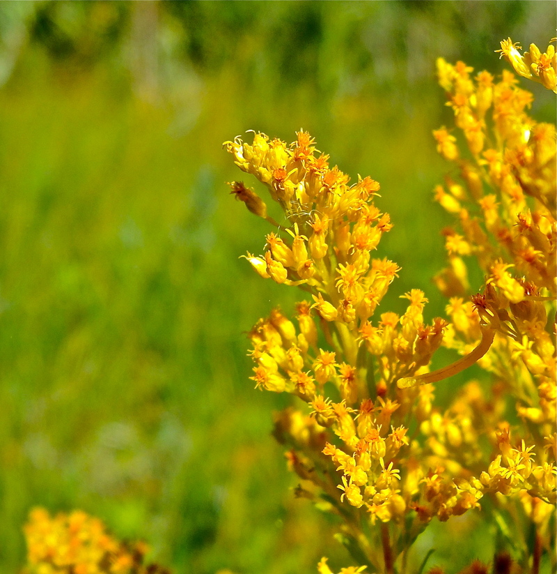 Solidago canadensis