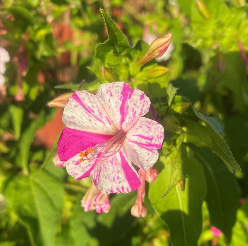 Mirabilis jalapa