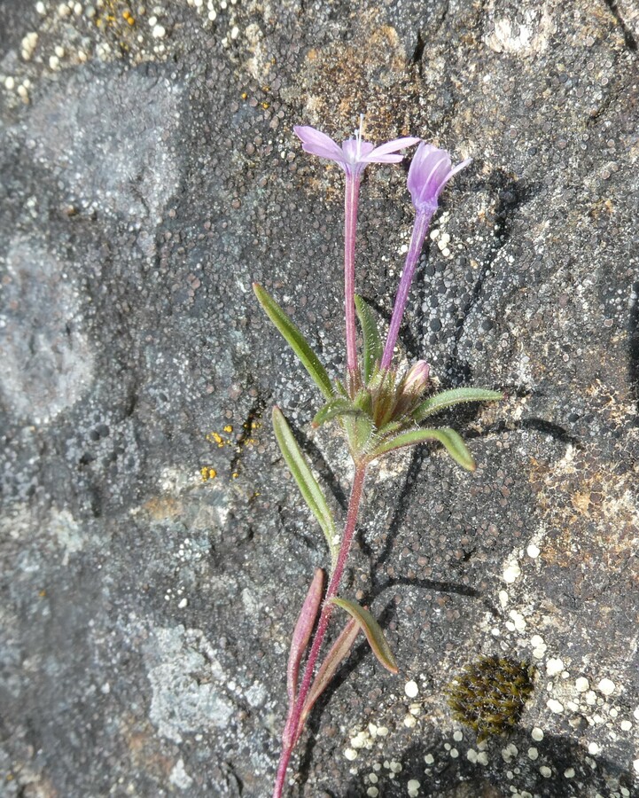 Collomia tracyi