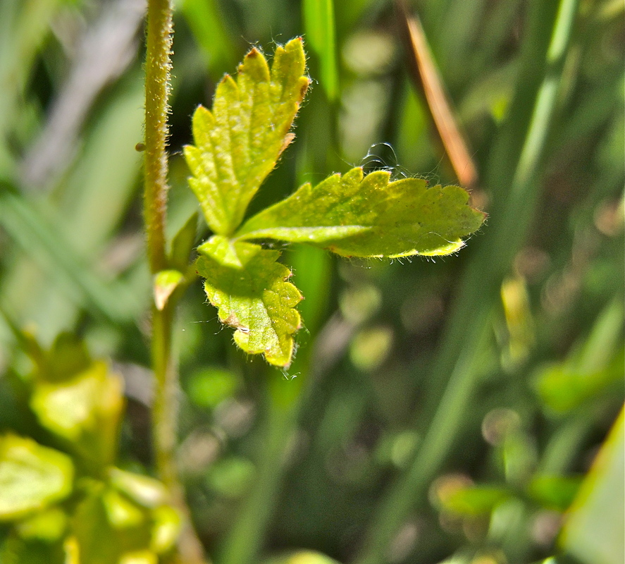 Potentilla biennis