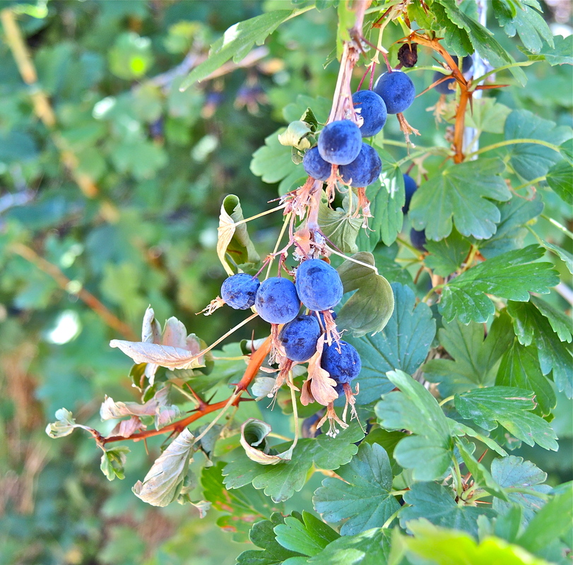 Ribes niveum