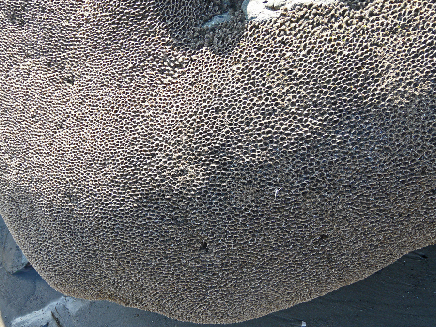 Phragmatopoma californica