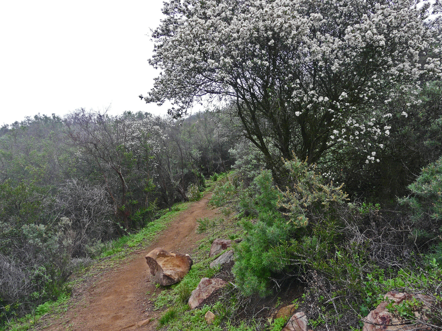 Ceanothus megacarpus