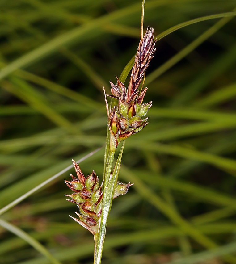 Carex globosa