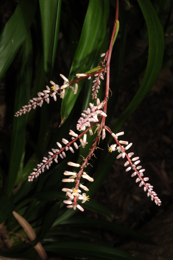 Cordyline petiolaris Cordyline petiolaris