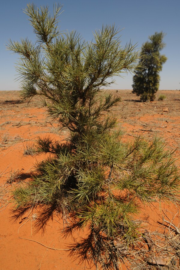 Acacia peuce