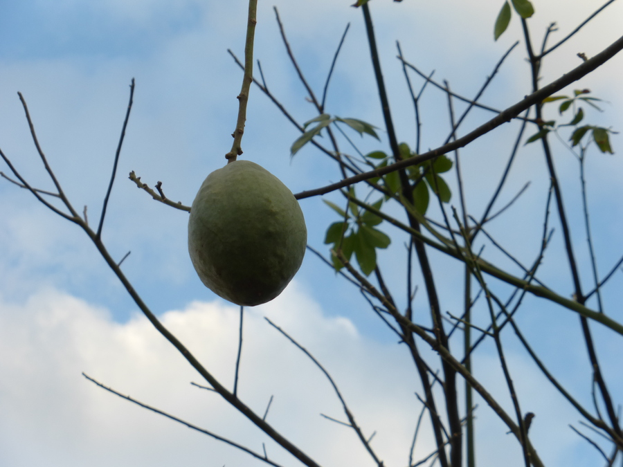 Ceiba speciosa